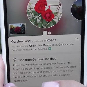 20 reactions · 6 comments | PictureThis® identifies 100,000+ plants per day, with 98% accuracy! 塞復Get problem diagnosis, care guides, and watering reminders for your plants! Join Now! | PictureThis | Facebook