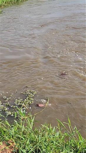 Fish were sprouting up everywhere! #FISH #FISHING #VIRALVIDEO #fishingtrip