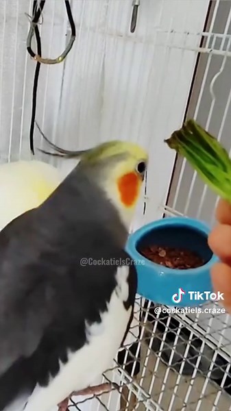 Cute Cockatiel Singing Moments That Melt Hearts