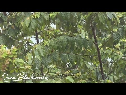 Heavy Rain and Rolling Thunder on the Canopy 10 HOURS for Deep Sleep and Relaxation