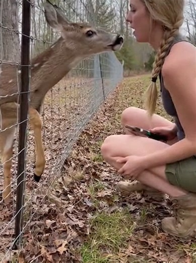 She Freed the Deer… What Happened Next Was Unreal A terrified deer was screaming in pain, its leg trapped in a fence. A young woman stayed calm, freed it slowly… and the deer did something no one expected. 💔➡️❤️ Watch till the end. #fyp #viralvideo #animals #rescuedogsoftiktok #foryoupage