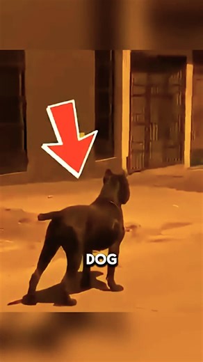5 Stray Dogs Corner a Massive Cane Corso… What Happened Next Was Terrifying