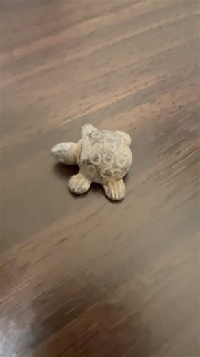 tortoise and turtle #Kame no Yakata @tibetan_dance