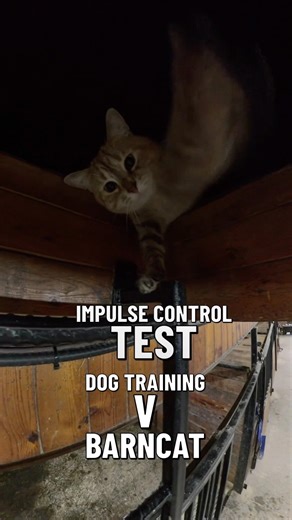 Impulse control in real environment. Day 6 training. ￼ Montreal Dog Trainer Family K9 Dog Training