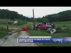 Crash leads to bee attack