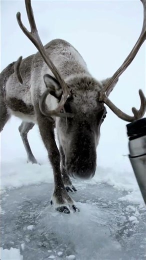 The Reaction Came Before Thought | WildnHuman