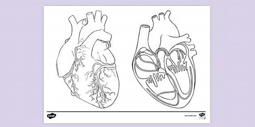 Human Heart Colouring Page