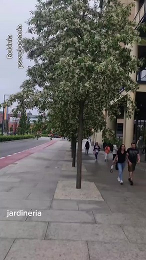 Robinia pseudoacacia: El árbol hermoso en Oslo