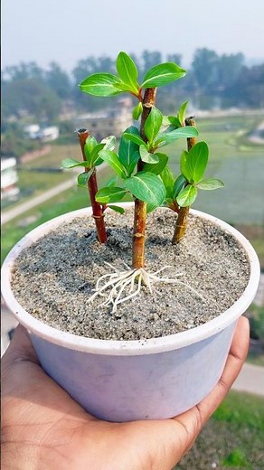Growing periwinkle flower plant at home | Quick & effective guide #garden #reels #share