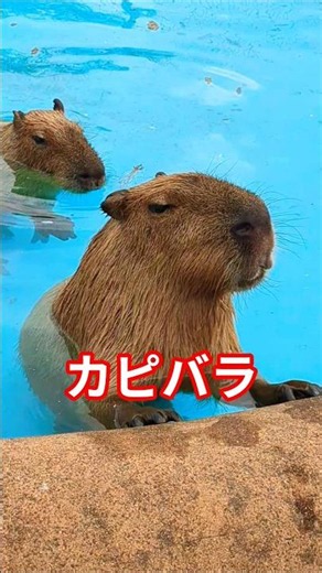 Capybaras 🌸 Feeding them with a ladle 🩷✨ Mother Farm 🍀✨ So relaxing 🌸🍓✨