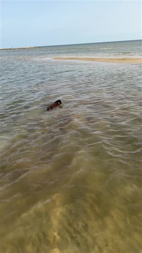 My first swim #lab #labradorretriever #labpuppy #puppiesoftiktok #chocolatelab