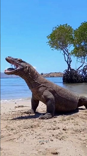 Comodo Dragon | #facts #shorts