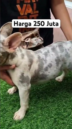 Beli Anjing Harga 250 Juta