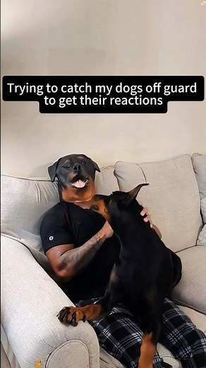 Dog are afraid of masks #funny #mypet #funnyvideo #pets #animals #youtube