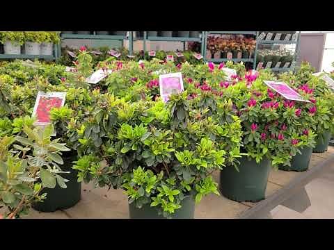 Azalea 'Stewartsonian' // Evergreen Azalea with Brilliant ❤️ Red Flowers