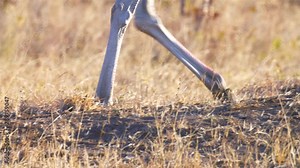 Ostrich male feet close up, Hwange National Park Zimbabwe