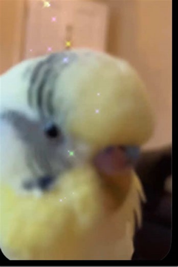 Meet PEPPY: The Colorful Budgie You’ll Love!