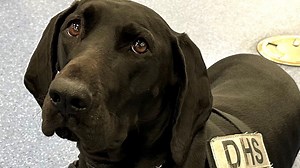 Las Vegas airport's Dina wins 2023 TSA Cutest Canine contest