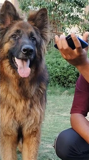 "Talking To My Dog Using Dog Translator App! (Shocking Results)".