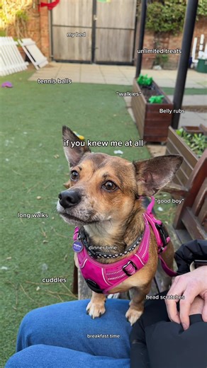 Heavy on the walkies & unlimited treats #rescuedog #AdoptFromMayhew #adoptdontshop #MayhewAnimalHome