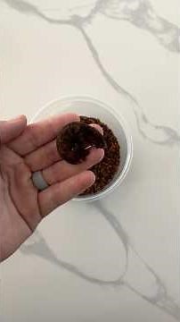 Overnight Gecko Hatchlings You Won’t Believe 🐣🦎 #cuteanimals #reptiles #gecko #geckohatching