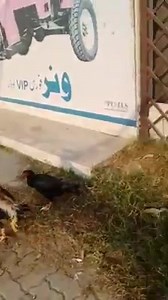 1K views · 16 reactions | Masha Allah Shafiq Shamo farm swabi | Shafiq Shamo farm kpk | Facebook