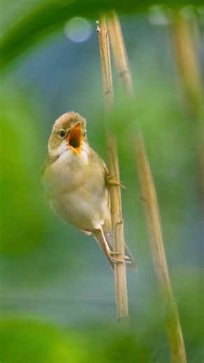 Marsh Warbler (Acrocephalus palustris)👇 The Marsh Warbler is the wetland’s secret songsmith, hiding deep in reeds while filling the air with music. Plain and modest in appearance, it wears soft browns and creams—perfect camouflage for a bird that prefers to be heard rather than seen. But its voice? Pure magic. The Marsh Warbler is a master mimic, weaving together the songs of dozens of other birds into one dazzling performance. Its melody rises and tumbles like a wild, joyful tapestry of sound.