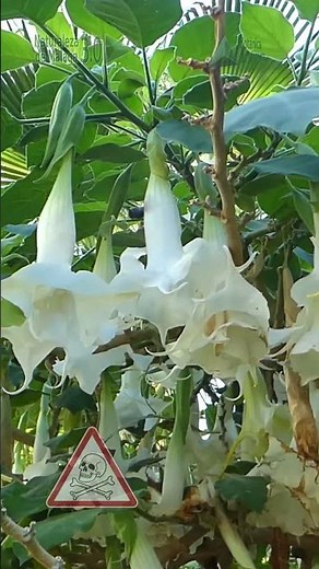 THE ANGEL'S TREES: the most BEAUTIFUL AND DANGEROUS flower in the garden 💚