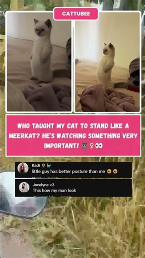 Cat stands up like a Meerkat! 🙀 Is he watching TV? 😂 #FunnyCats #CatShorts #Viral