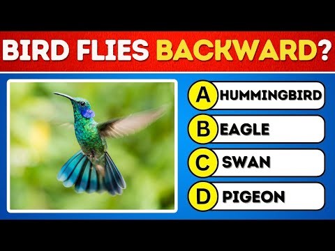 🌍 100 NEW Simple World Trivia Questions! Test Your Basic Knowledge Quiz 2025