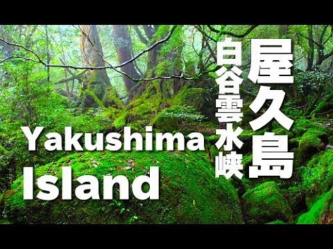 屋久島 白谷雲水峡 Princess Mononoke forest Yakushima island ジブリアニメ「もののけ姫」 旅行 観光 Japan 鹿児島 世界遺産 宮崎駿 もののけ姫の森