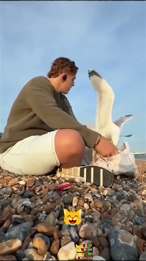 Daily Shorts of Animals😁 – Funny Animals - DAY 306