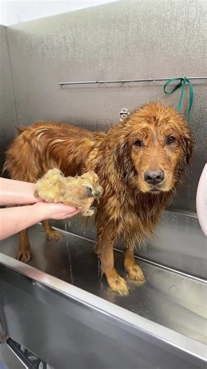Guess the Dog Breed Challenge!