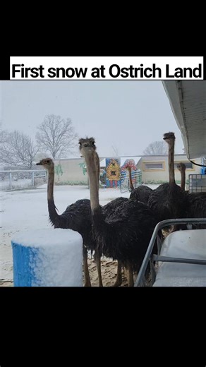 20K views · 1.1K reactions | Did you know that ostriches — the...