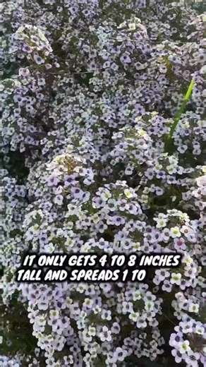 A Princess for Your Planters