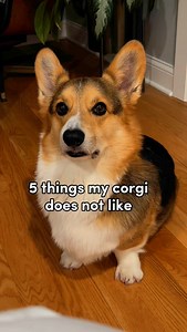5 on a long list of many more 🤣 #corgisgonnacorg #corgi #funnydog | Brady the Tri-Colored Corgi
