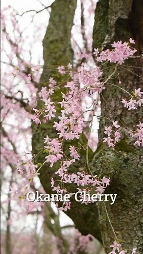 Where to Plant Flowering Cherry Trees and Which Varieties to Choose!