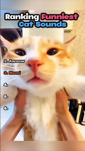 Ranking Funniest Cat Sounds 🤣 #cat #funny #funnycats