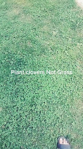 Benefits of Planting Clovers Instead of Grass
