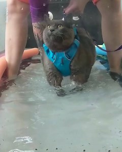 172K views · 1.4K reactions | Cinder-Block the cat is now finally moving on the treadmill! Keep it up little guy!  | LADbible Australia | Facebook