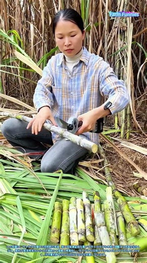 サトウキビ加工の技術：電動剪定機によるサトウキビの切断