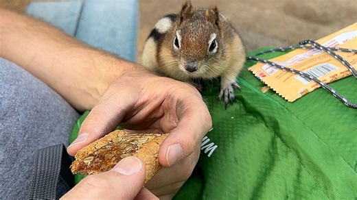 Hungry chipmunk outwits snacking hiker