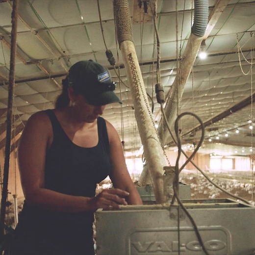 Free-range organic chicken from PERDUE® HARVESTLAND®. Learn more about how we’re raising organic standards: http://bit.ly/2yguciT. #RaisedRightInAmerica | Perdue Chicken