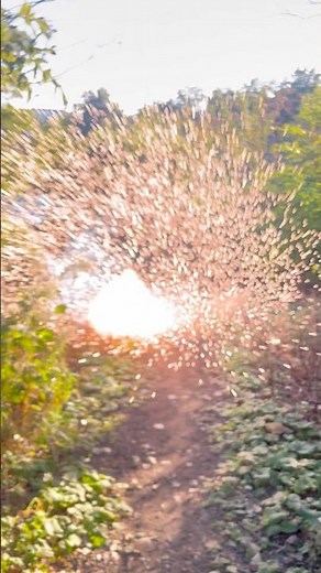 2 demon bunnies ground salutes #fireworks #shorts