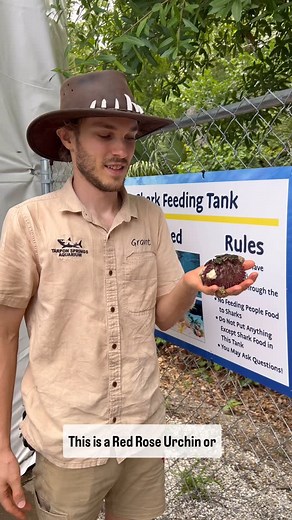48 reactions | Meet the Red Decorator Urchin – nature’s underwater fashionista! Watch how it decorates itself with shells and algae for protection and style.  This is a licensed educational facility – no animals are for sale.” - - - - - #tarponspringsaquarium #urchin #seaurchin #marinebiology #marineeducation #aquariumlife #visittarponsprings #tarponspringsflorida #visittampabay #momsoftampabay | Tarpon Springs Aquarium | Facebook
