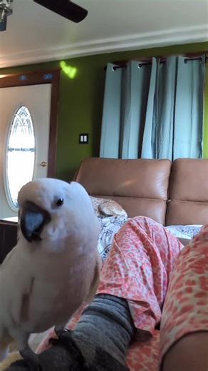 Pepper the Gorilla: A Funny Children's Book Adventure