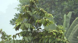 雨 激しい雨 嵐 - Free video on Pixabay