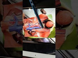 Urinary system model( Renal module)