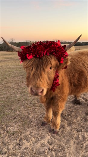 Highland Mini Cow: Discover the Cutest Baby Animals