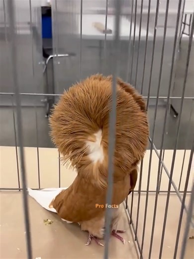 Amazing Facts About Pigeons and Their Behavior